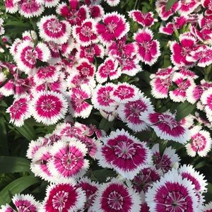 Meet your Posher, Chrisa